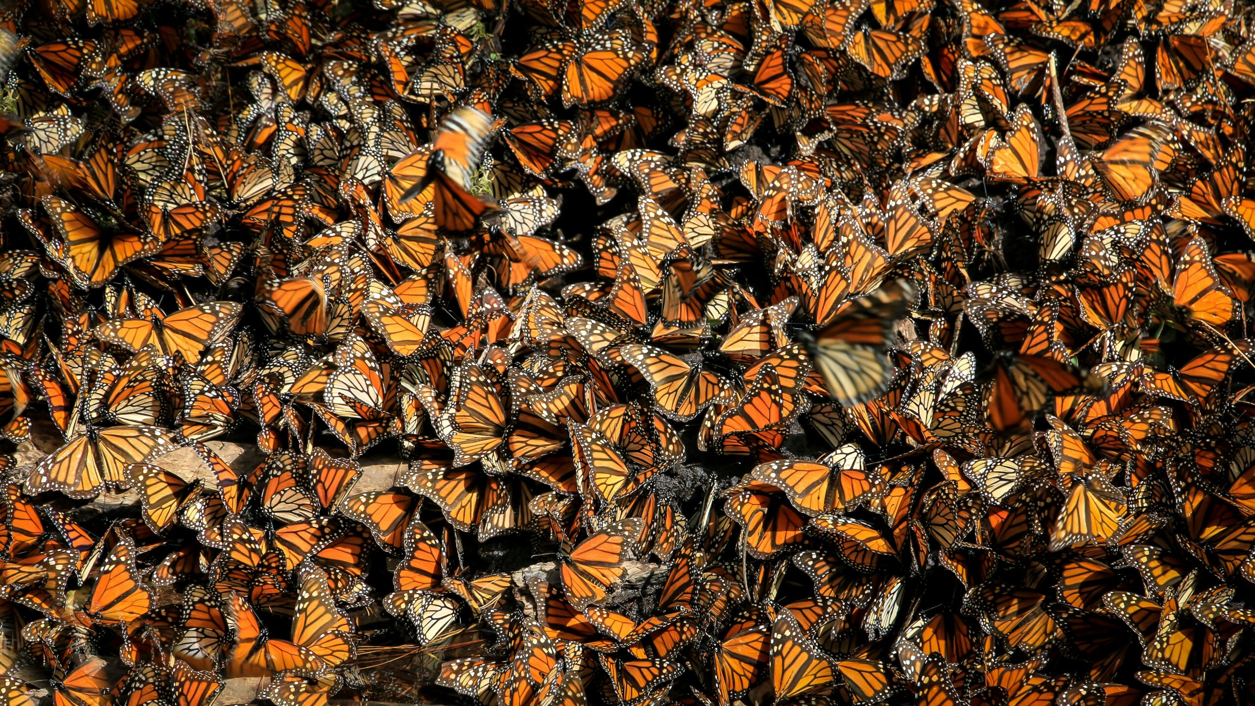The Monarch Butterflies That Arrive in Michoacán Every November Have Never Been There Before. Neither Had Their Parents
