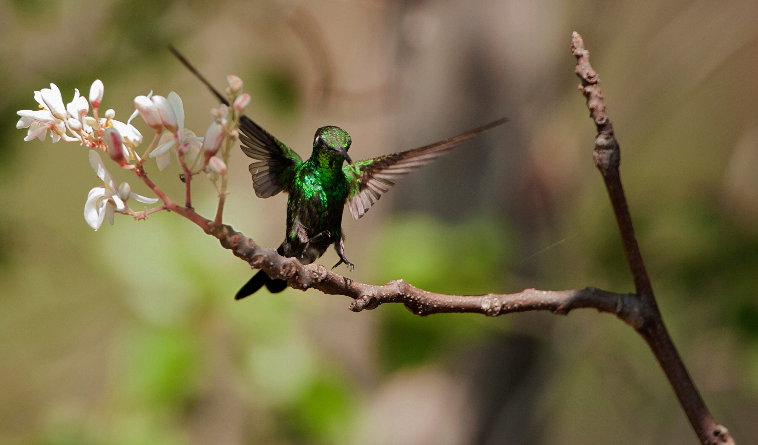The Smallest Bird on Earth Weighs Less Than a Penny. It Lives in The Zapata Swamp Cuba